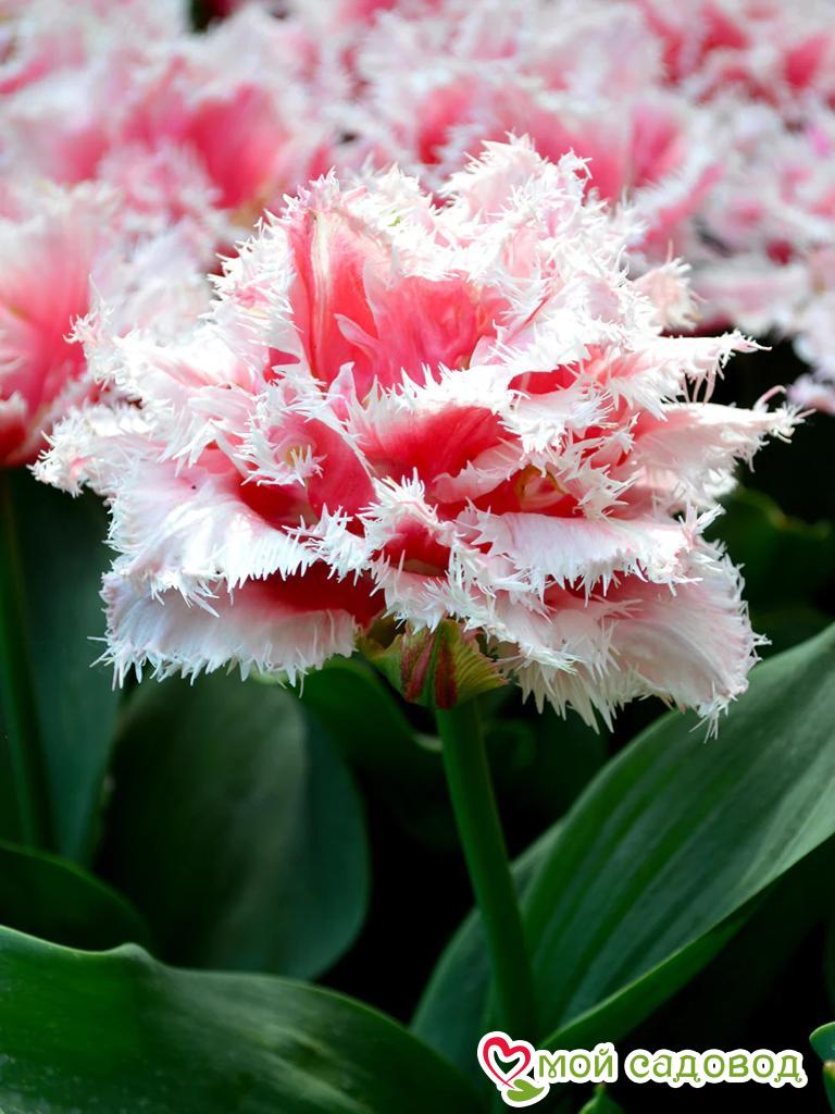 Тюльпан бахромчатый Квинсленд (QUEENSLAND)